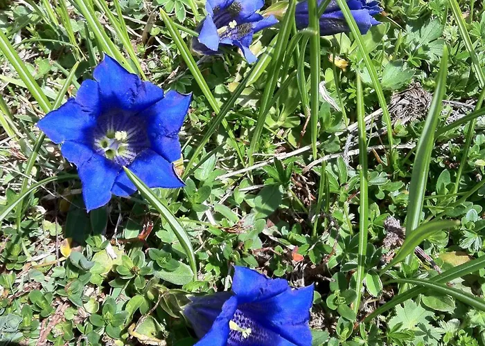 Alojamento de Acomodação e Pequeno-almoço Rainhof 4*